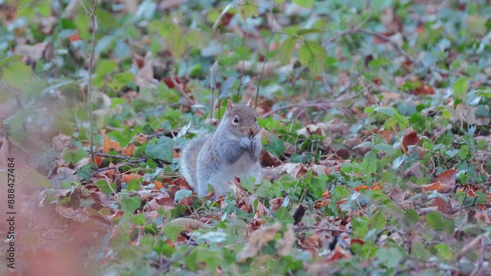 Grey Squirrel eating on the woodland floor Grey Squirrel eating on the woodland floor