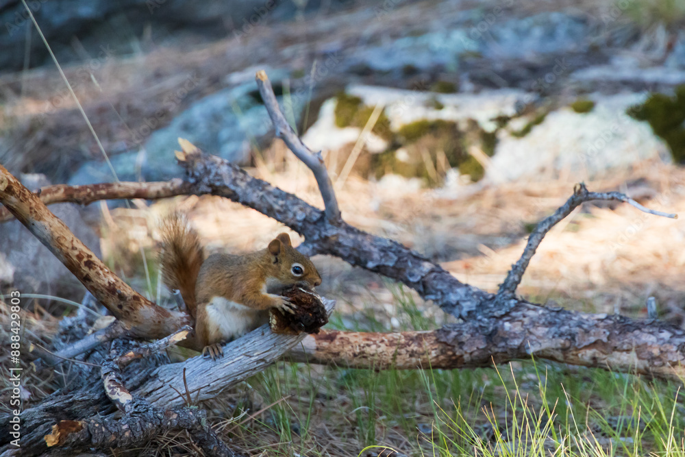 Red squirrel on a tree limb Red squirrel on a tree limb
