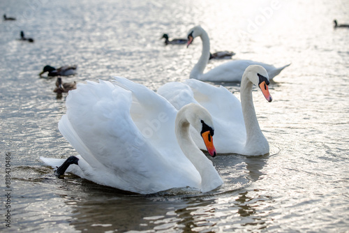 Fototapeta Naklejka Na Ścianę i Meble -  Swans swim in the lake
