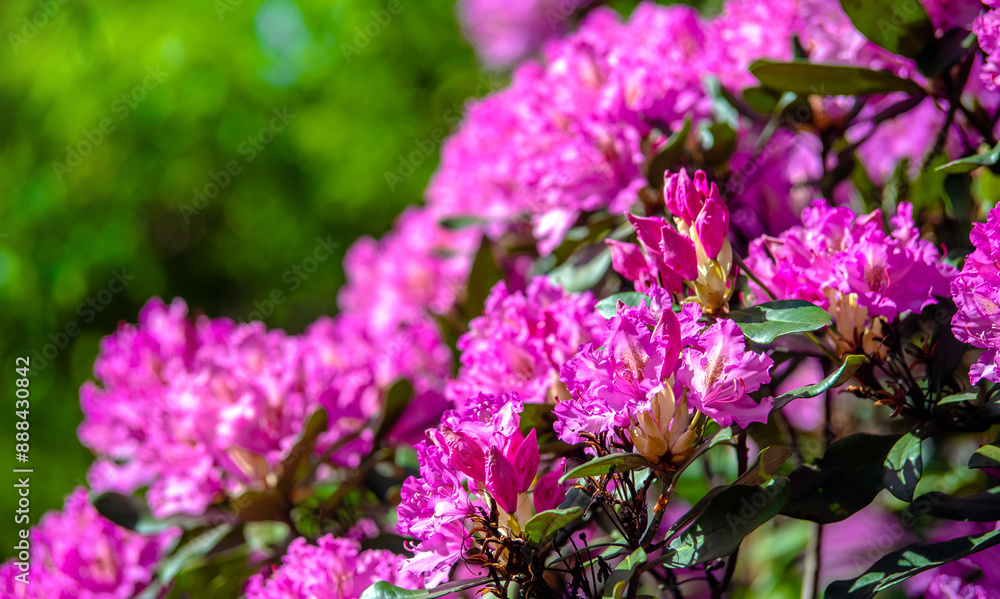 Obraz premium pink rhododendron blooms in the Botanical garden 