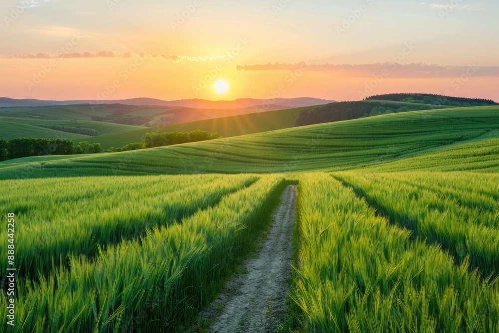 Sunset Over Rolling Green Fields with Dirt Path Sunset Over Rolling Green Fields with Dirt Path