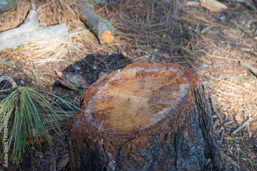 Cross section of a tree stump with rings and sap