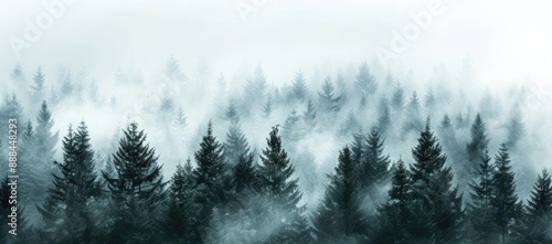 Misty Forest Landscape - A Serene and Tranquil Scene