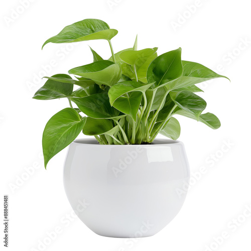 Pothos in white pot isolated on transparent background	