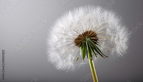 Wallpaper Mural Whimsical Dandelion in Bloom Torontodigital.ca