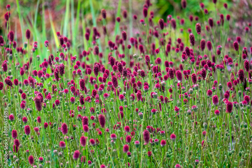 Großer Wiesenknopf (Sanguisorba officinalis) photo