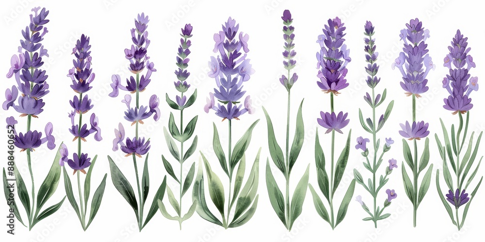 Naklejka premium Illustration of multiple lavender flowers with green leaves against a white background