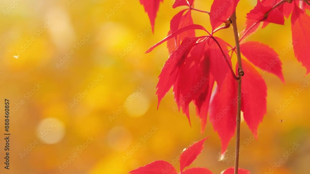 Red fall leaves against bright beautiful blurred golden autumn yellow background. Slow motion. Red fall leaves against bright beautiful blurred golden autumn yellow background. Slow motion.