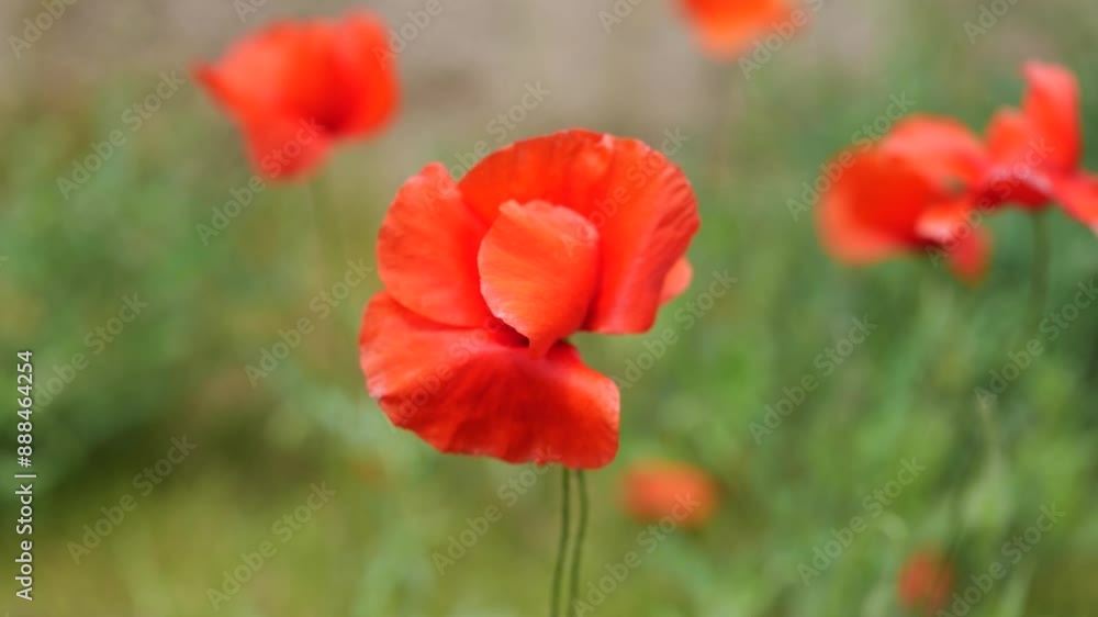poppy in the wind in slow motion. close-up of a poppy. wind blowing on a poppy. red poppy moving in slow motion. red poppy flower poppy in the wind in slow motion. close-up of a poppy. wind blowing on a poppy. red poppy moving in slow motion. red poppy flower