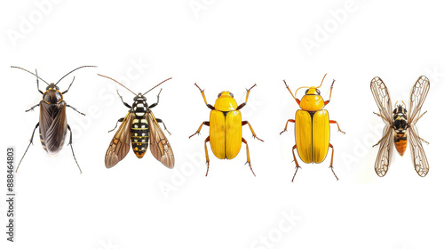 select insects isolated on transparent background with vibrant details