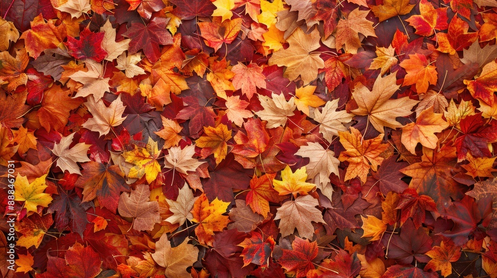 Autumn foliage backdrop Autumn foliage backdrop