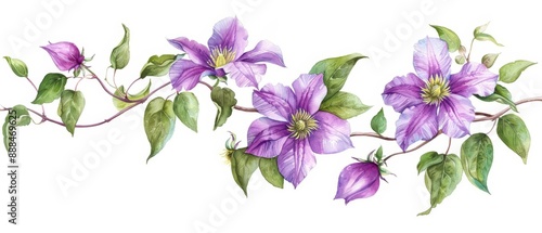 Clematis depicted with graceful watercolor vines isolate on white background