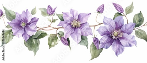 Clematis depicted with graceful watercolor vines isolate on white background