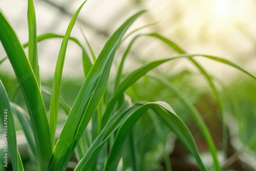 Obraz premium The lemongrass banner presents an ultramodern