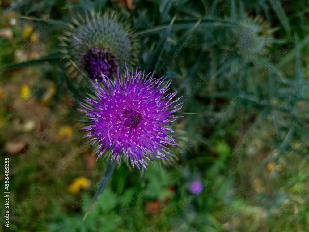 Spear thistle, Scotch thistle, Common thistle (Cirsium vulgare) Spear thistle, Scotch thistle, Common thistle (Cirsium vulgare)