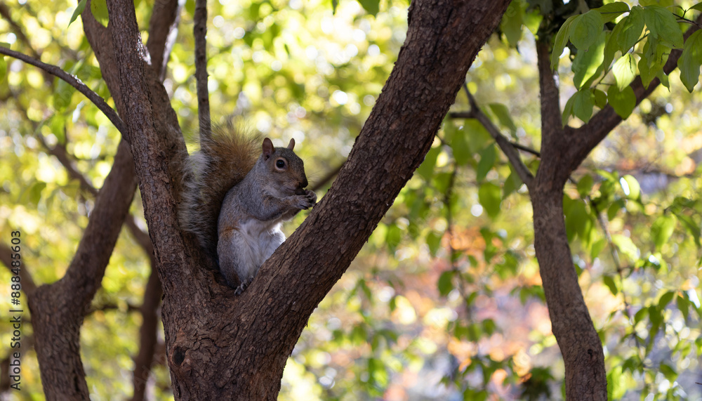 Gray squirrel in forest. Eastern gray squirrel outdoor. Wild animal in nature. Squirrel on the tree. Rodent animal fauna. Autumn scene with Sciurus rodent animal. Wildlife nature Gray squirrel in forest. Eastern gray squirrel outdoor. Wild animal in nature. Squirrel on the tree. Rodent animal fauna. Autumn scene with Sciurus rodent animal. Wildlife nature