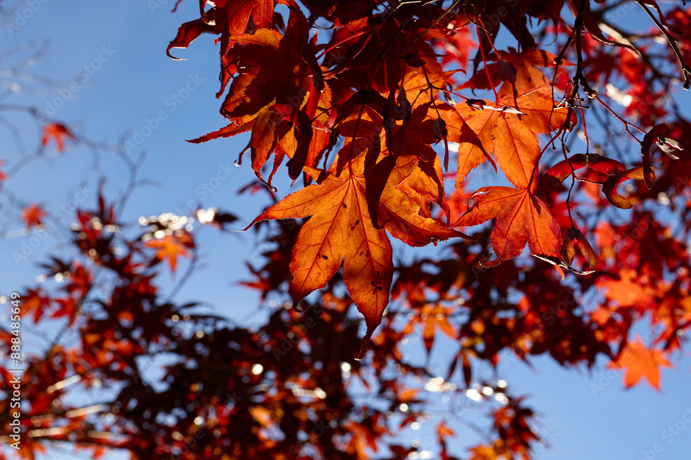 Maple Leaves in Beautiful Sunshine Maple Leaves in Beautiful Sunshine