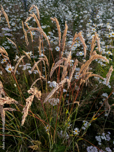 Creeping soft grass (Holcus mollis) and Oxeye daisies in  Edinburgh, Scotland photo