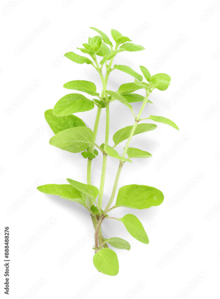 Sprigs of fresh green oregano isolated on white, top view Sprigs of fresh green oregano isolated on white, top view