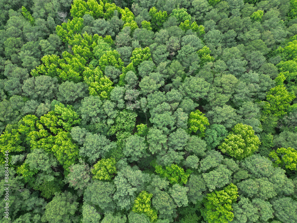 Summer green tree in forest. Natural scenery of tropical green forest. Aerial view forest tree. Rainforest ecosystem and healthy environment. Background of green tree forest. Rainforest preservation Summer green tree in forest. Natural scenery of tropical green forest. Aerial view forest tree. Rainforest ecosystem and healthy environment. Background of green tree forest. Rainforest preservation