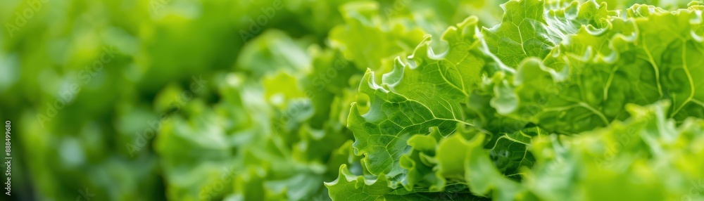 Close-up of fresh green lettuce leaves with detailed texture, showcasing their vibrant color and natural freshness, ideal for healthy recipes. Close-up of fresh green lettuce leaves with detailed texture, showcasing their vibrant color and natural freshness, ideal for healthy recipes.