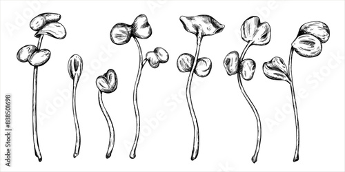Illustration of a micro-green radish. Young seed seedlings, edible leaves, a healthy food. Vector illustration in black ink graphically, Hand drawn in line art. Gardening plants, cooking ingredients