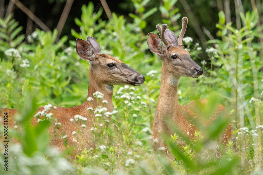 Two White-tailed Deer in Summer Meadow Two White-tailed Deer in Summer Meadow