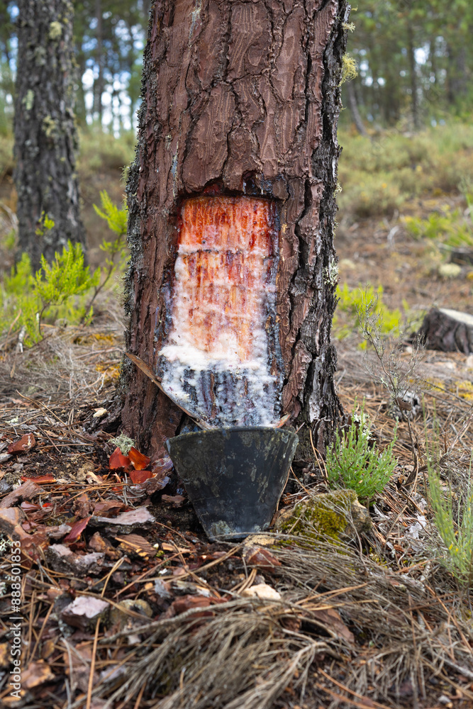 A close-up of a tapped pine tree with visible resin and a collection cup attached to the trunk. The image highlights the process of extracting natural resin from the tree in a forest setting. The back A close-up of a tapped pine tree with visible resin and a collection cup attached to the trunk. The image highlights the process of extracting natural resin from the tree in a forest setting. The back