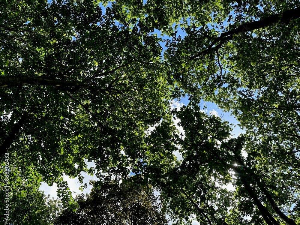 Beautiful trees with green leaves growing in park, bottom view Beautiful trees with green leaves growing in park, bottom view