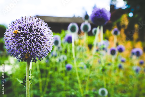 Closeup of Bees on Purple Echinops Flowers