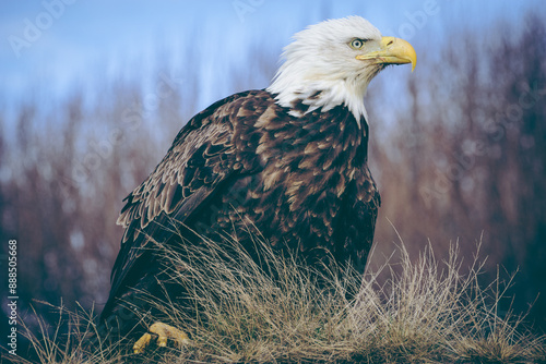 Closeup of majestic Alaskan American Bald Eagle perched looking for prey, side profile
