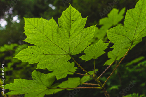 Closeup underside of prickly Alaska Devil's Club Leaves