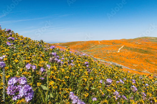 Hillside field of vibrant orange poppies in bloom, purple flowers, blue sky