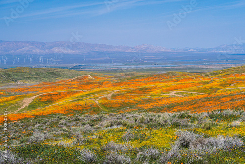 Wide angle hillside field of vibrant orange poppies in bloom, mountains and windmills in the distance, blue sky