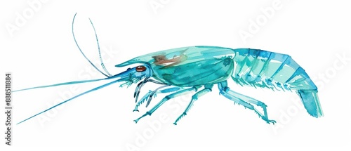 A backswimmer depicted with sleek watercolor legs and streamlined body isolate on white background photo