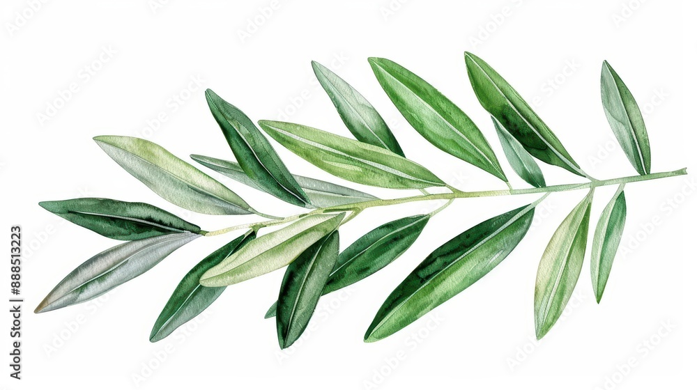 Obraz premium An olive leaf visualized with slender watercolor details isolate on white background