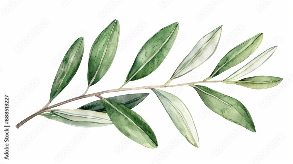 An olive leaf visualized with slender watercolor details isolate on white background An olive leaf visualized with slender watercolor details isolate on white background