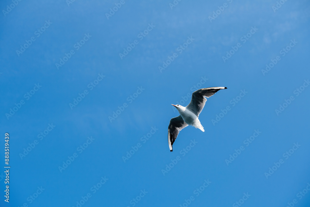 Obraz premium A Black-headed Gull Chroicocephalus ridibundus soars gracefully against a clear blue sky, its wings outstretched and its red beak prominently visible