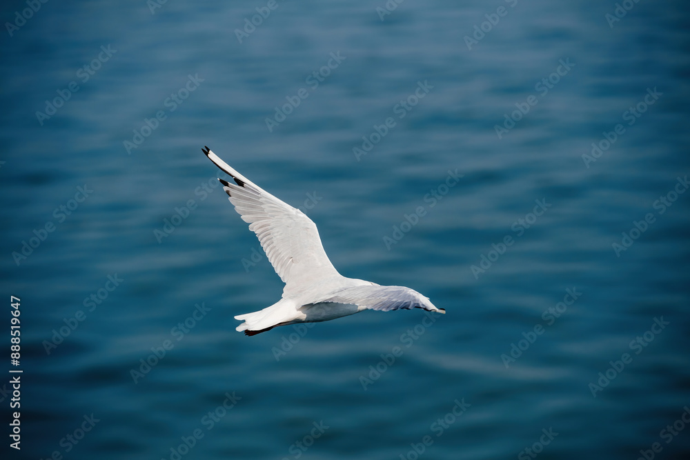 A seagull Larus argentatus with white and grey feathers flies gracefully over the blue ocean water, showcasing its impressive wingspan and natural elegance A seagull Larus argentatus with white and grey feathers flies gracefully over the blue ocean water, showcasing its impressive wingspan and natural elegance