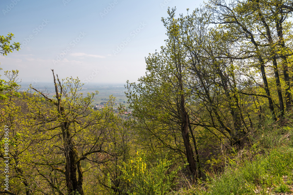 A scenic view of the countryside seen through budding trees with fresh spring foliage, under a clear sky. A scenic view of the countryside seen through budding trees with fresh spring foliage, under a clear sky.