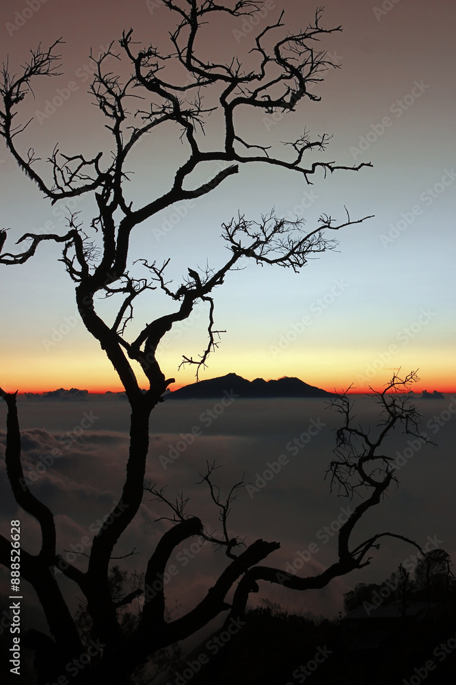 Silhouette of dried tree with fluffy sea of clouds and a mountain in the background. Silhouette of dried tree with fluffy sea of clouds and a mountain in the background.