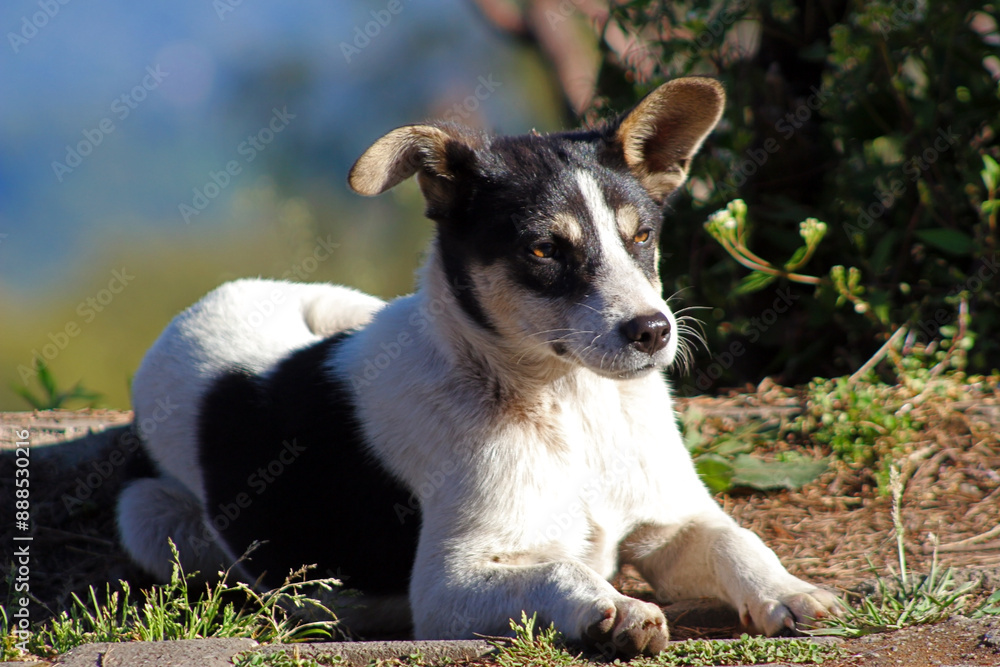 A homeless domestic dog on the street. A homeless domestic dog on the street.