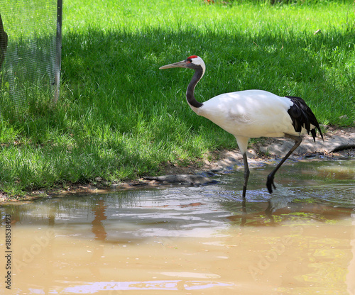 The red-crowned crane (Grus japonensis), also called the Manchurian crane or Japanese crane, is a large East Asian crane among the rarest cranes in the world.