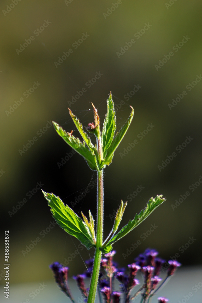 Φωτογραφία Macro view of leaf shoots of Verbena bonariensis, the purpletop vervain, clustertop vervain