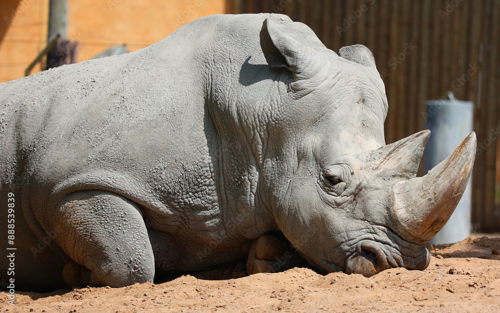 The white rhinoceros or square-lipped rhinoceros is the largest extant species of rhinoceros. It has a wide mouth used for grazing and is the most social of all rhino The white rhinoceros or square-lipped rhinoceros is the largest extant species of rhinoceros. It has a wide mouth used for grazing and is the most social of all rhino