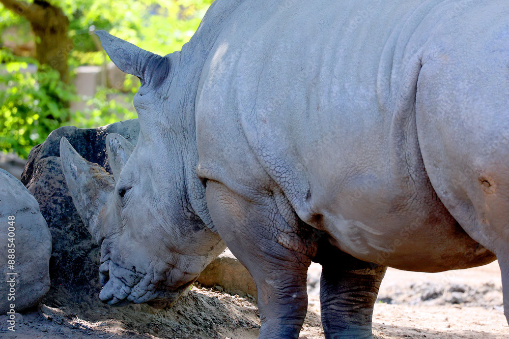 The white rhinoceros or square-lipped rhinoceros is the largest extant species of rhinoceros. It has a wide mouth used for grazing and is the most social of all rhino The white rhinoceros or square-lipped rhinoceros is the largest extant species of rhinoceros. It has a wide mouth used for grazing and is the most social of all rhino
