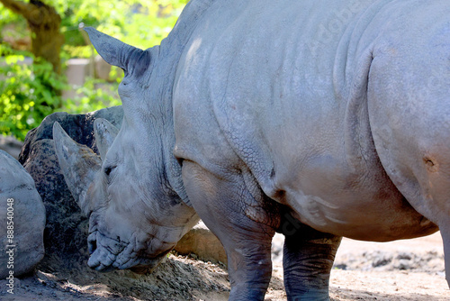 The white rhinoceros or square-lipped rhinoceros is the largest extant species of rhinoceros.  It has a wide mouth used for grazing and is the most social of all rhino  photo