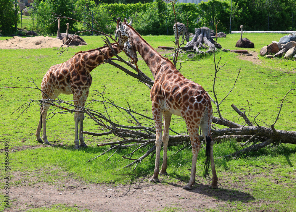 Fototapeta premium The giraffe (Giraffa camelopardalis) is an African even-toed ungulate mammal, the tallest of all extant land-living animal species, and the largest ruminant.
