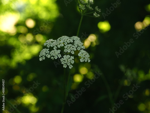 the small white flower (Torilis japonica or Japanese hedge parsley) photo