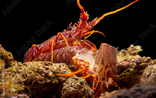 A spiny lobster Palinurus elephas underwater in the Mediterranean sea moulting on a rock with discarded carapace during night. Sardinia, Italy photo